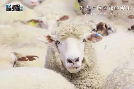 蓝河绵羊奶产地哪里,蓝河绵羊奶哪个国家的