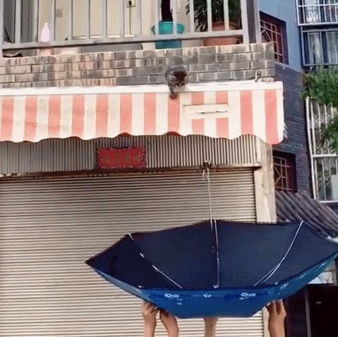 小猫咪从4楼摔下来该怎么办,小猫咪从一米多高的地方摔下来