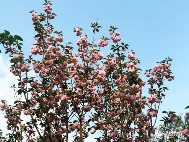 平桥美丽乡村,平桥区漂亮乡村