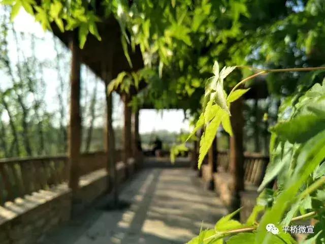 平桥美丽乡村,平桥区漂亮乡村