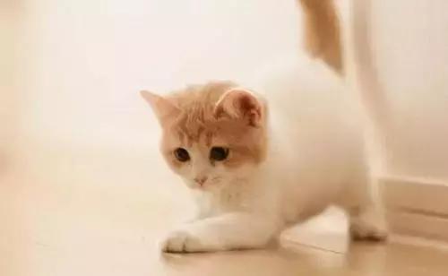 养猫人需要什么,养猫人需要学习的书籍