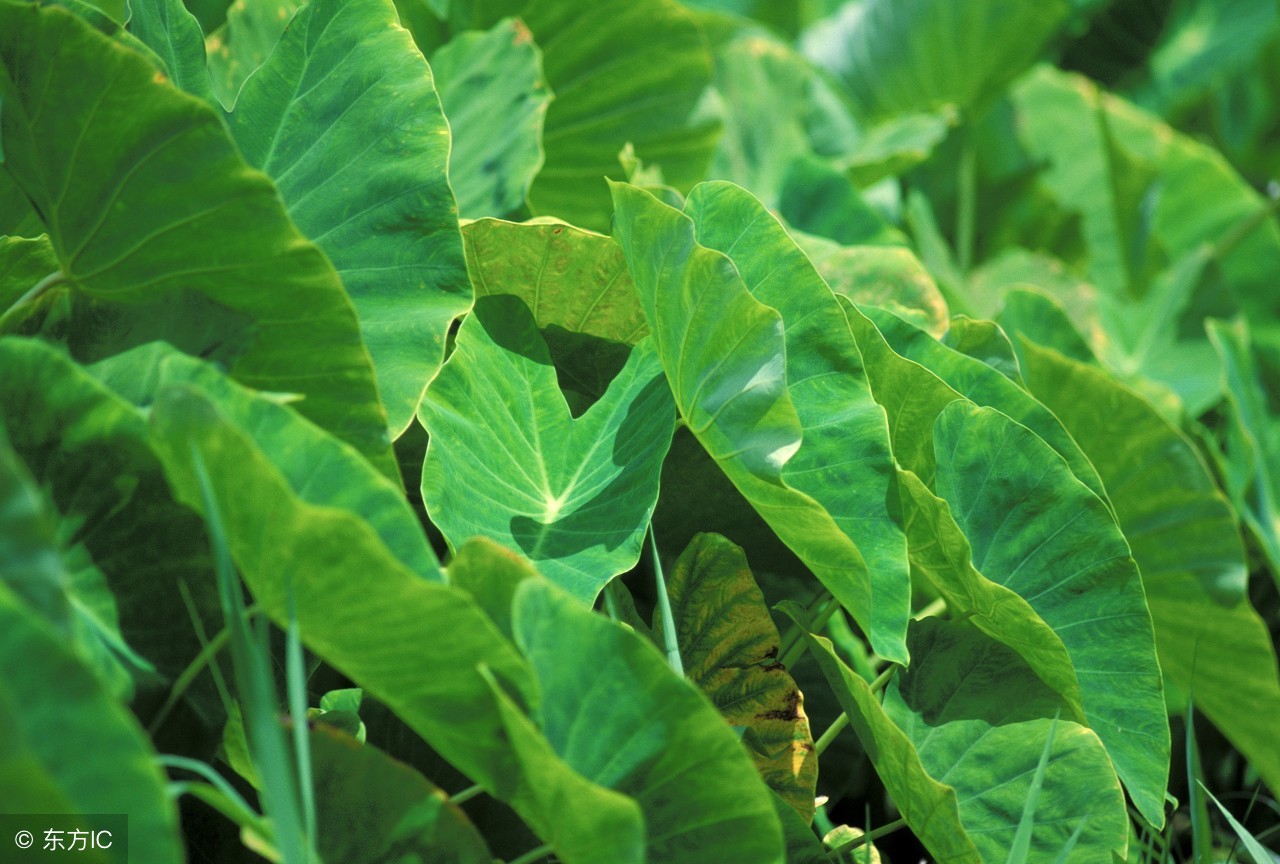 种植广西荔浦芋头,荔浦芋怎么施肥高产