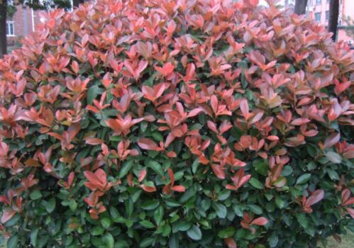 一亩地能扦插多少棵红叶石楠树苗,扦插五十公分红叶石楠