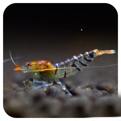 观赏虾和鱼,鱼观赏虾