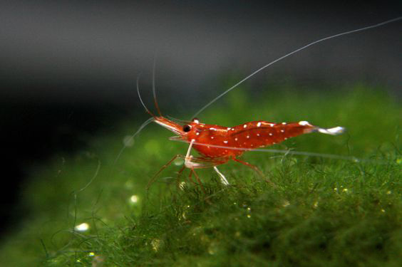 养观赏虾的缸养什么鱼,观赏虾和观赏鱼哪个好养一些