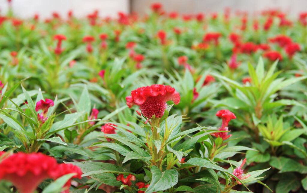 妇科疾病——中医食疗方！只要您有足够的耐心，结果总会让您满意