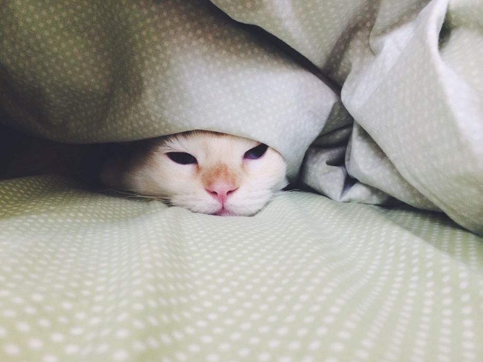 猫咪睡觉的地方应该在哪,猫咪在房间里躲起来怎么都找不到