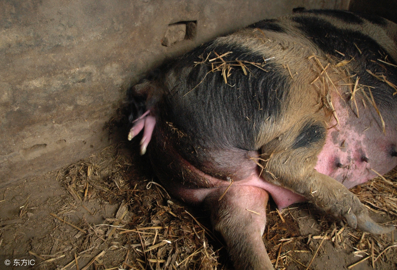 母猪打疫苗后打什么消炎药,母猪常备药