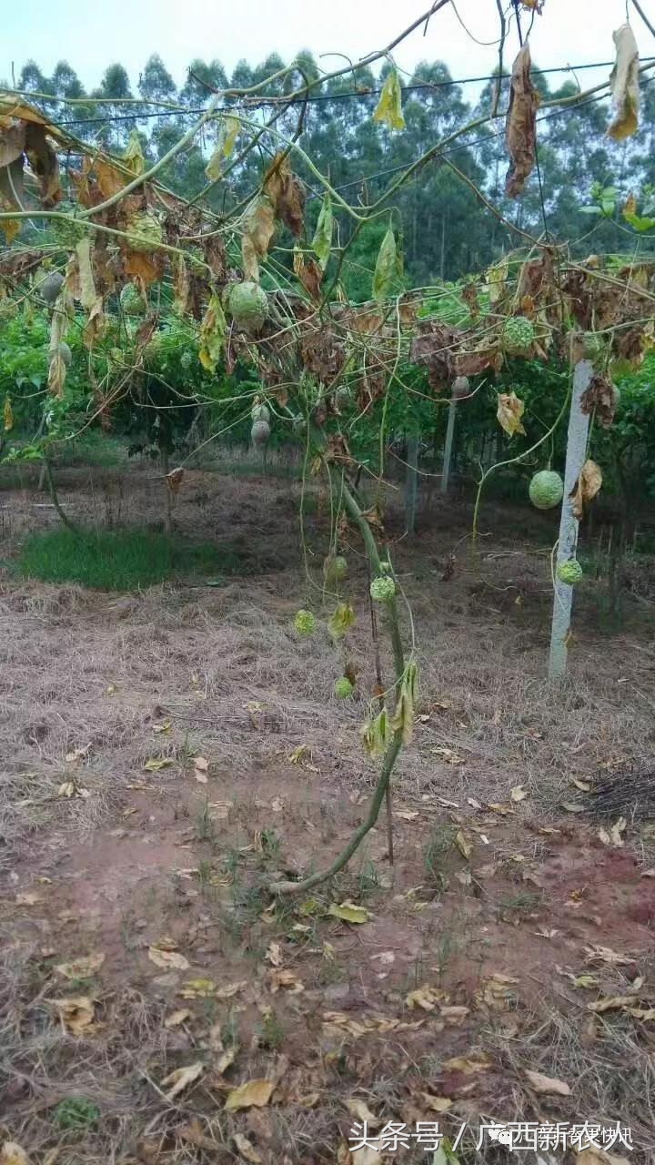 百香果病害图谱及防治,百香果果实病毒病图谱及防治