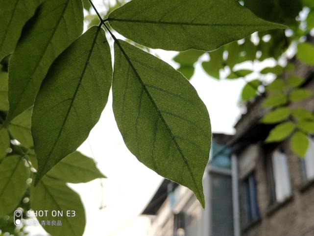 魅蓝e3曝光,魅蓝e3发布价