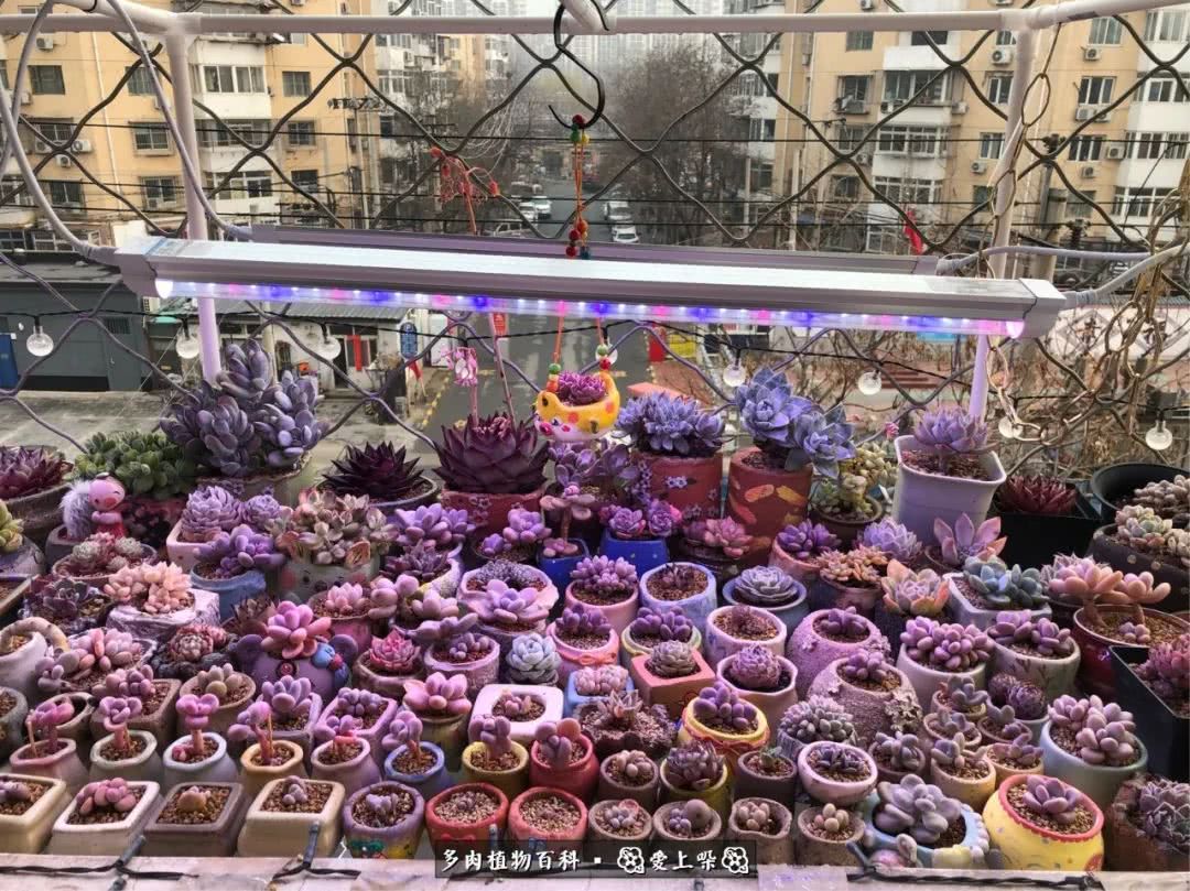 没阳光的多肉也如此迷人,不需要很多阳光的多肉