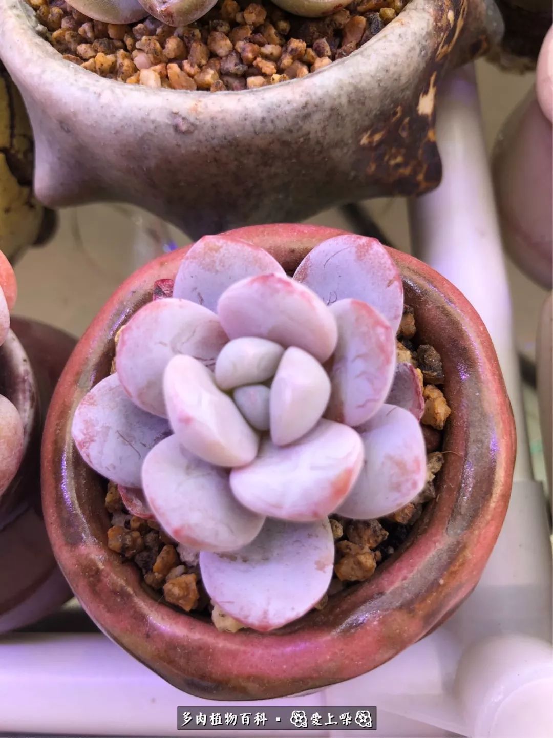 没阳光的多肉也如此迷人,不需要很多阳光的多肉