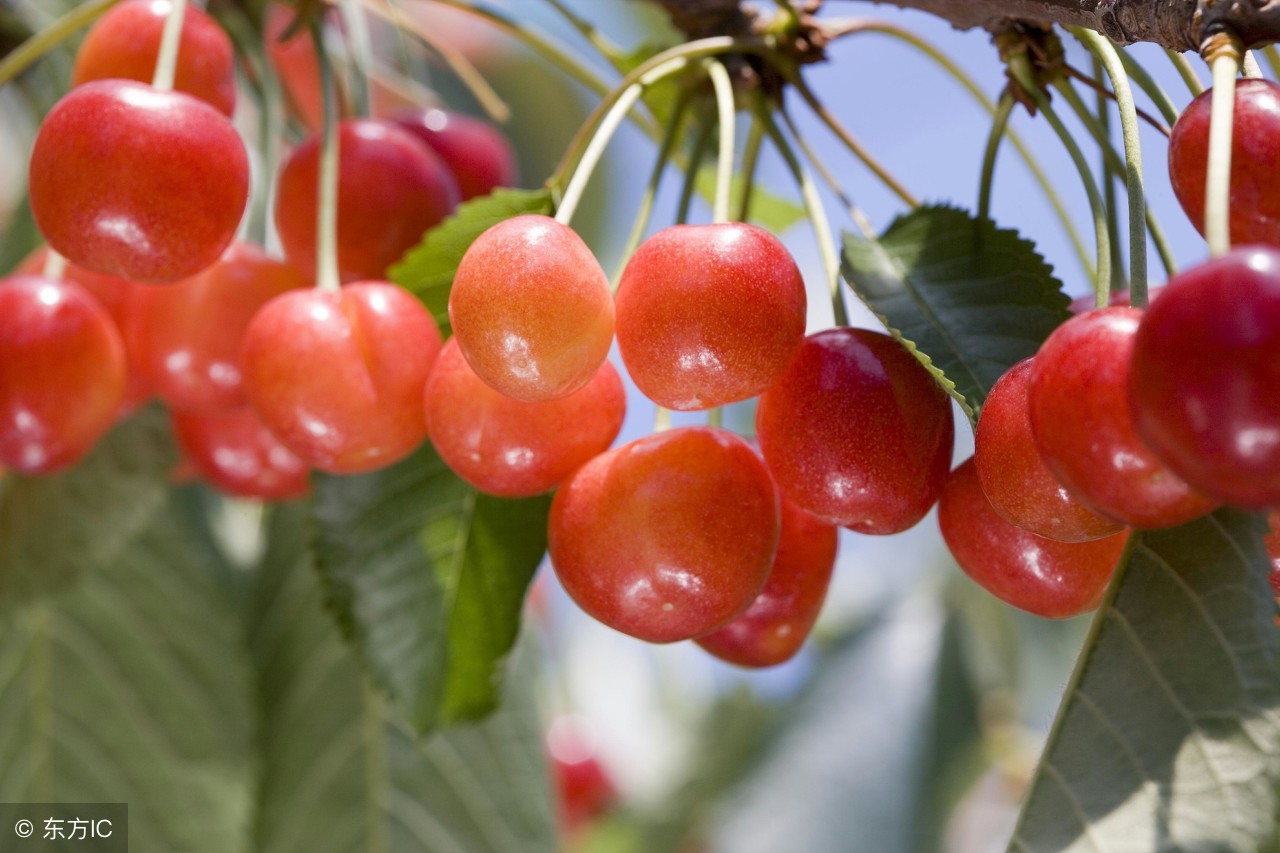 怎么判断樱桃有没有变色,樱桃在正常情况下什么时候成熟