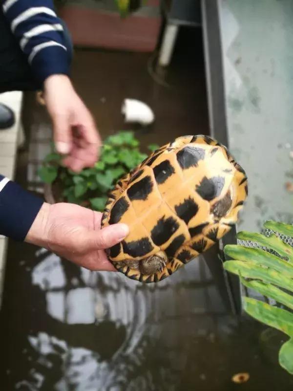 60岁奶奶用8斤料熬足5小时，终于做出这款风靡珠三角的健康零嘴！
