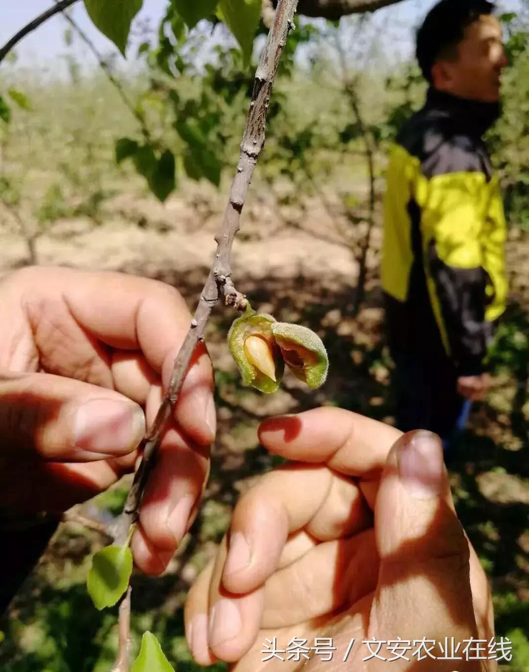 吴老三果树冻害后恢复的修剪技术,果树冻害以后的措施