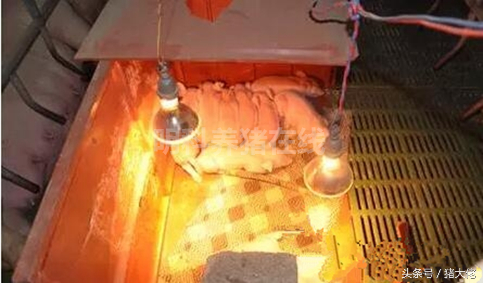 仔猪脂肪性腹泻最佳治疗方法,肝源性腹泻如何与一般性腹泻鉴别