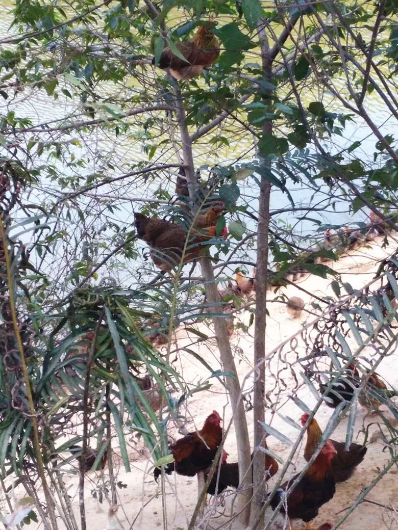 退伍军人养鸡创业致富,90后农村小哥辞职回乡创业养鸡