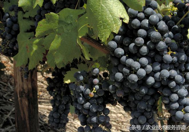 十种紧缺果树排名,果树病害分类