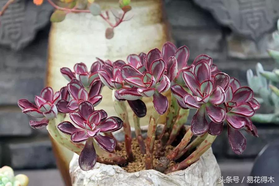 多肉植物养殖土壤配方,不花钱多肉植物养殖方法
