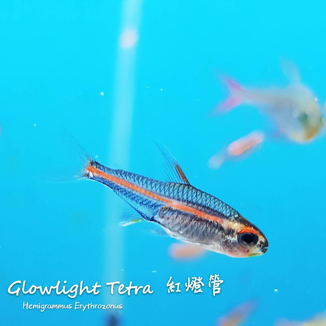 观赏鱼热带鱼品种,热带鱼品种太多认不清