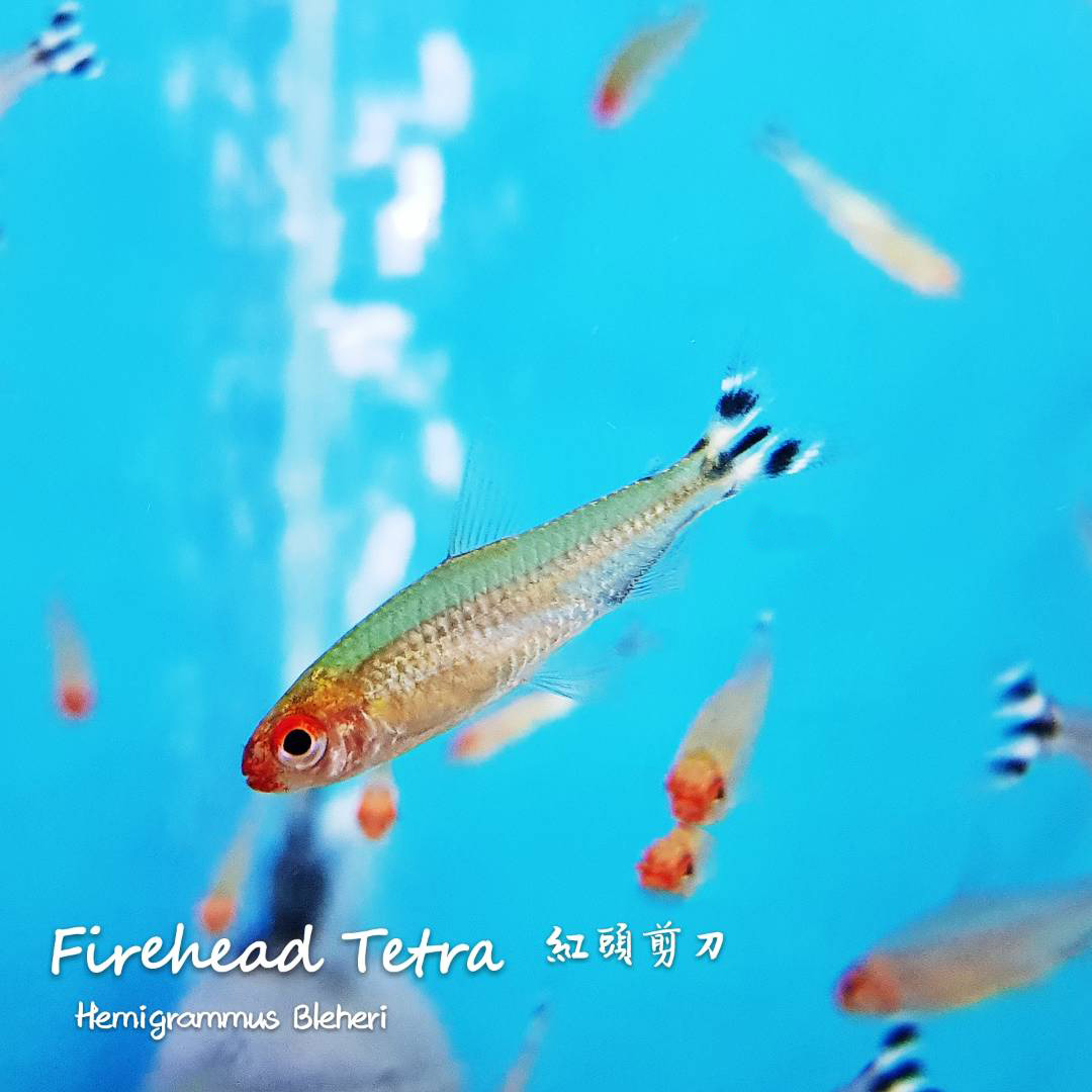 观赏鱼热带鱼品种,热带鱼品种太多认不清