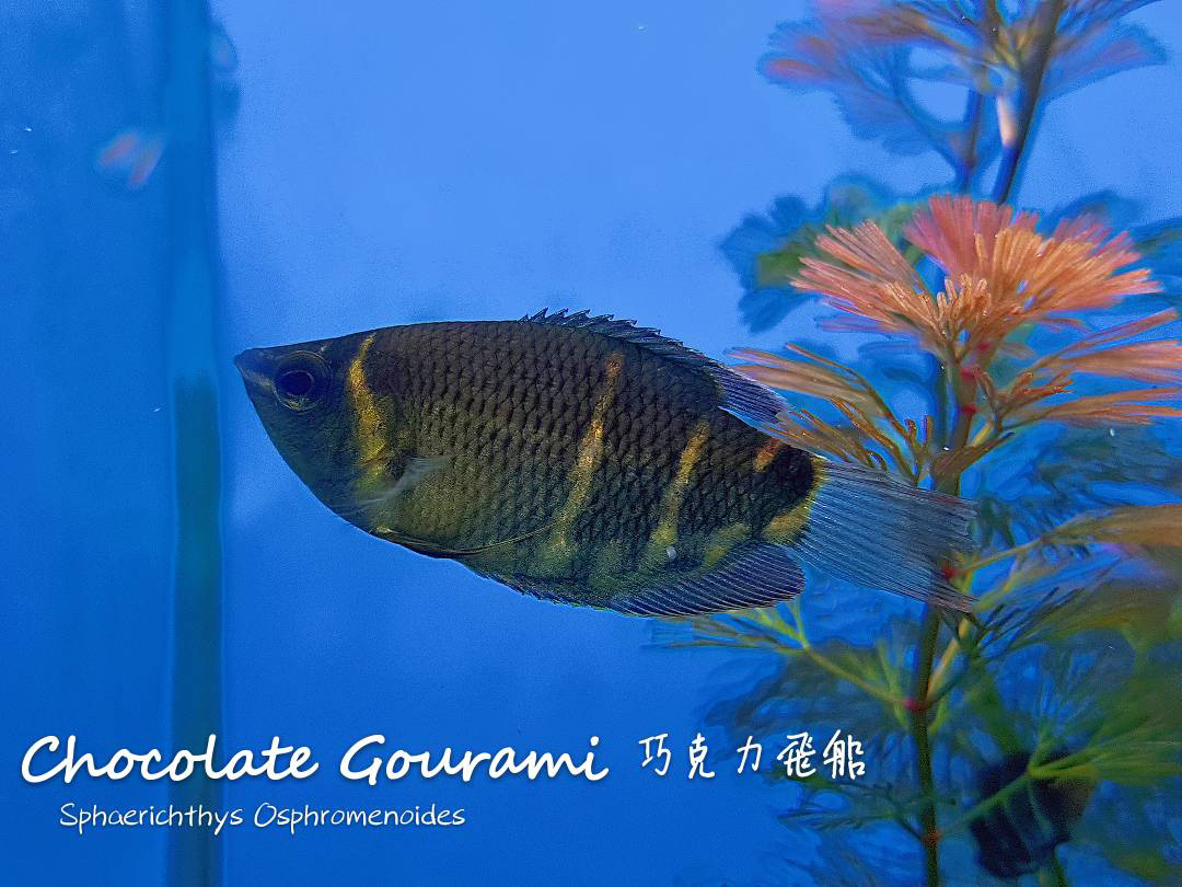 观赏鱼热带鱼品种,热带鱼品种太多认不清