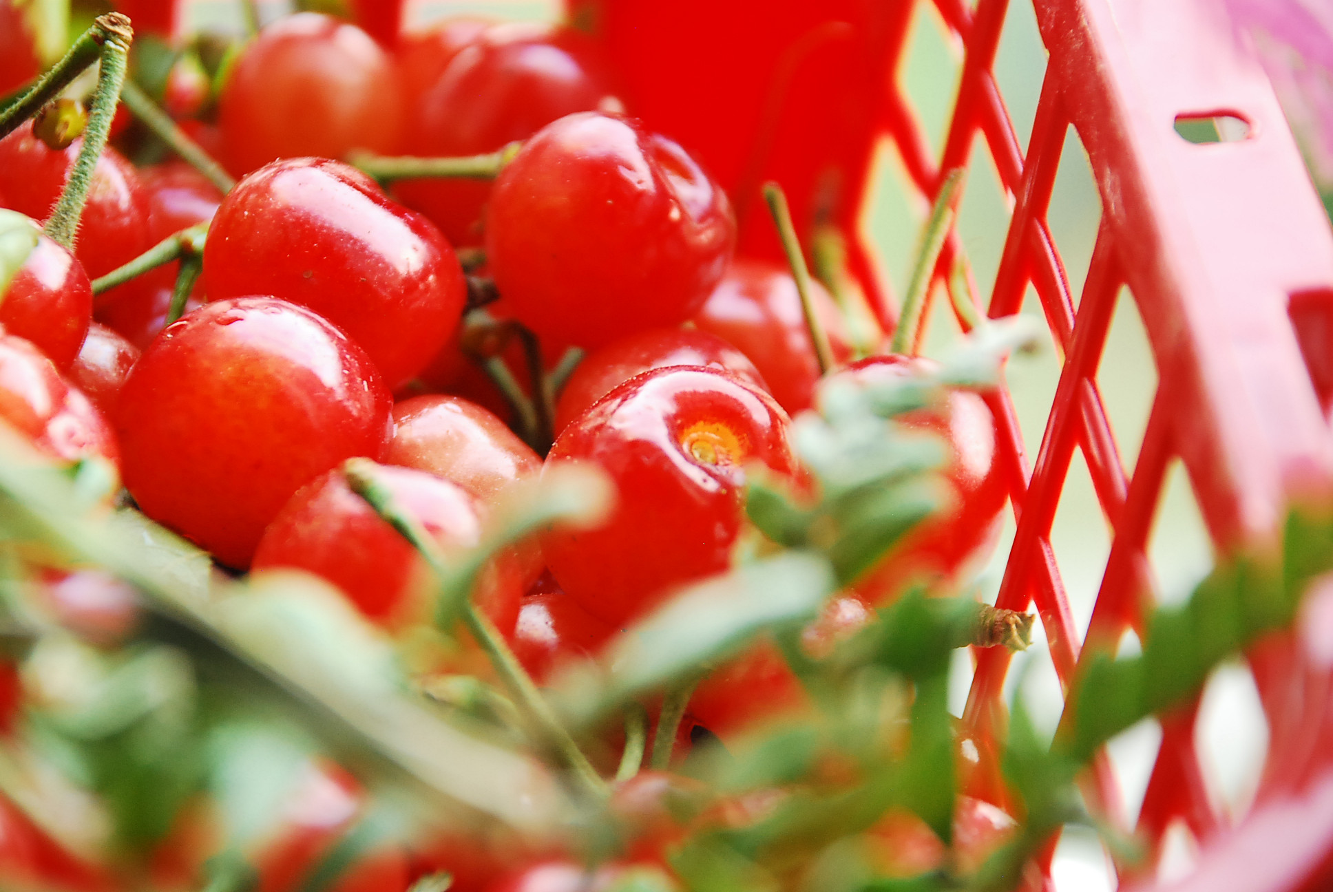 成都周边樱桃沟樱桃熟了吗,青白江恩特尔樱桃