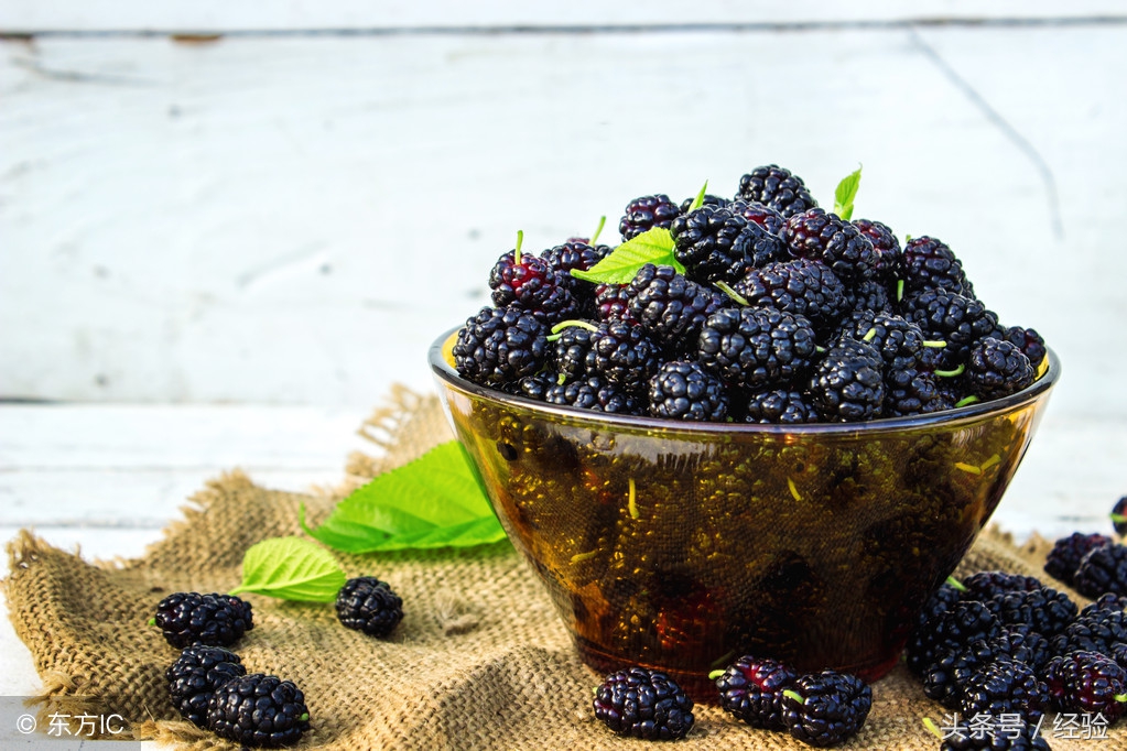 果桑栽培与开发,无籽果桑栽培技术