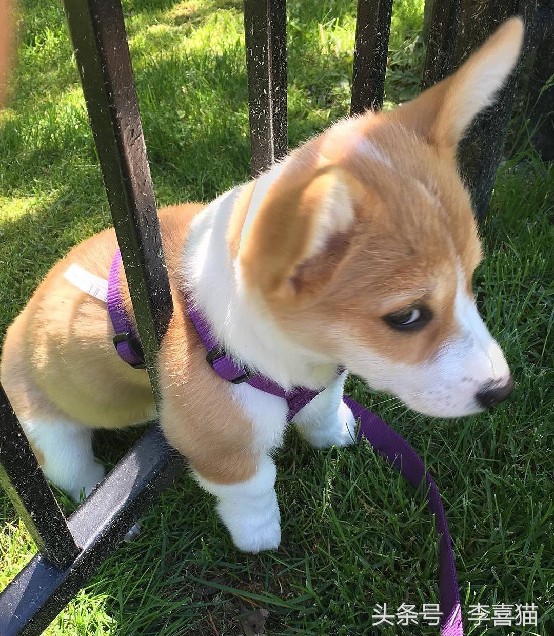 柯基最好笑的4个行为,柯基小短腿的烦恼