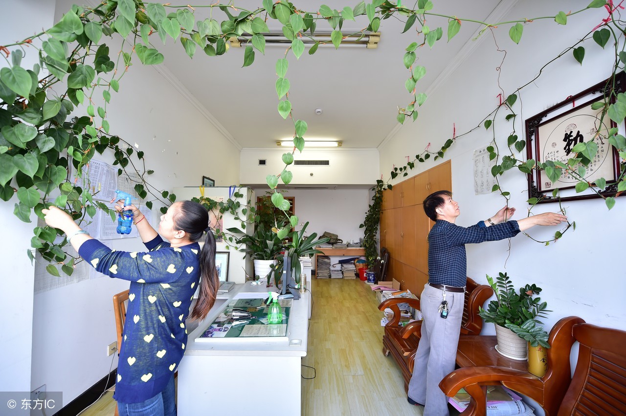 水培绿萝的生长习性图片,绿萝生长习性及存在价值