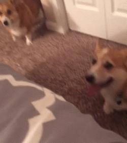 柯基最好笑的4个行为,柯基小短腿的烦恼