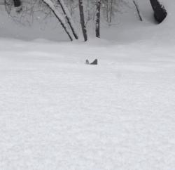 柯基最好笑的4个行为,柯基小短腿的烦恼