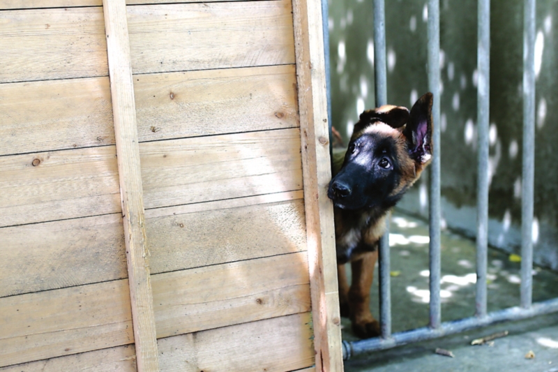 小马犬拉稀带点血怎么回事,成年马犬拉稀带血没精神