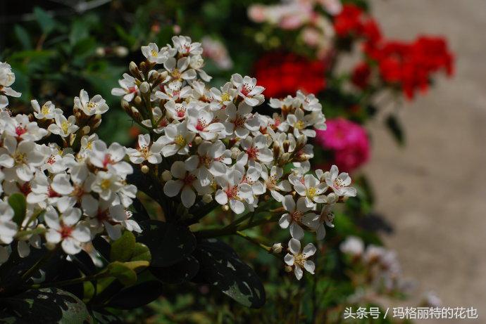 石楠花的气味是怎样的,石楠花的味道和什么植物差不多