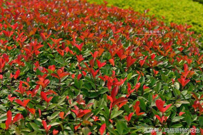 石楠花味道为什么是生命的味道,石楠花有什么味道和颜色