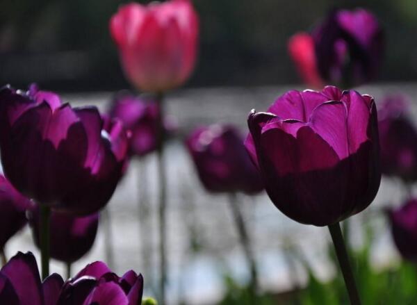 爱意满满郁金香,郁金香表达爱意文案