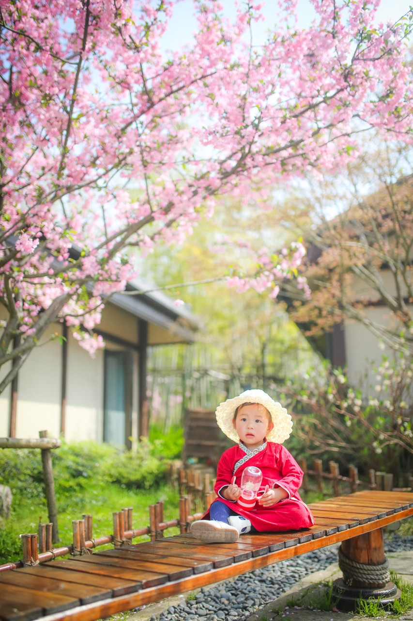 三月的拈花湾樱花烂漫,烟花三月桃花
