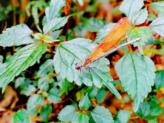九溪虽小你却没用心体验过，别有一方风味