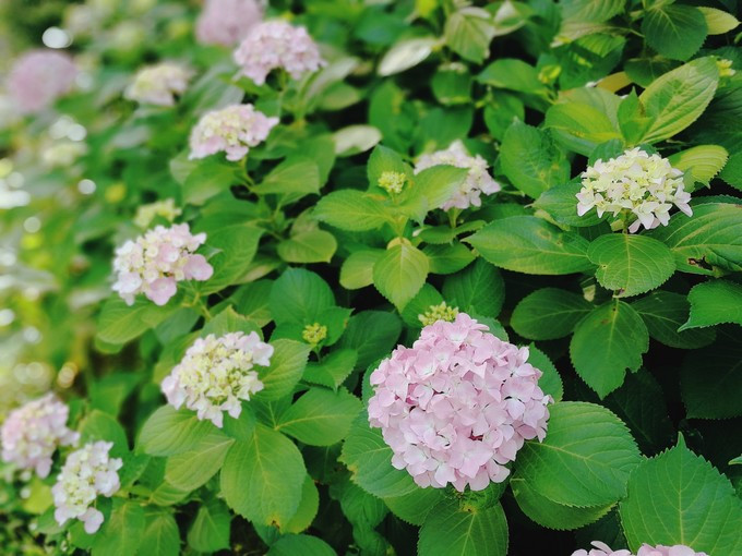 九溪虽小你却没用心体验过，别有一方风味