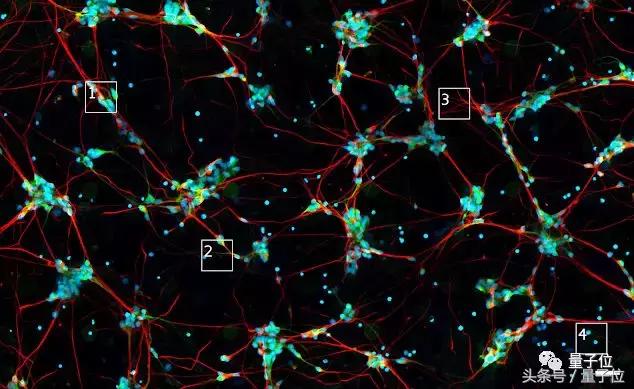细胞生物学实验荧光标记,细胞免疫荧光