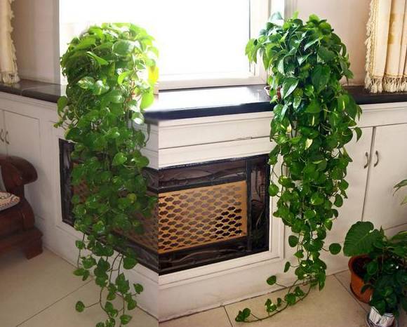 怎样养绿萝才能茂盛视频,屋内绿萝怎么养比较茂盛