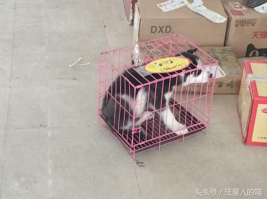 朋友花2K块从网上买了只哈士奇，才刚看到二哈朋友就打算退货！