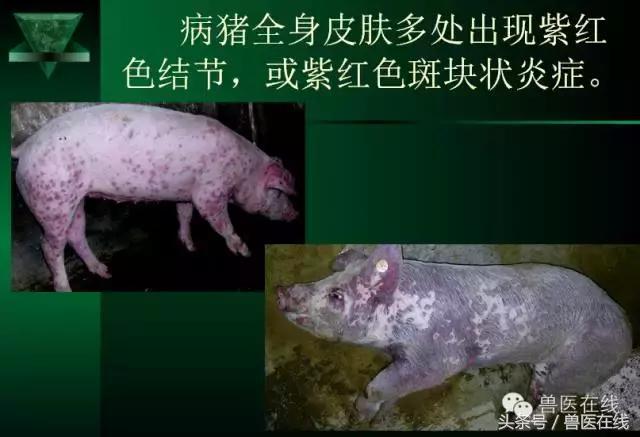 猪病兽医必看的蓝耳病现场诊断