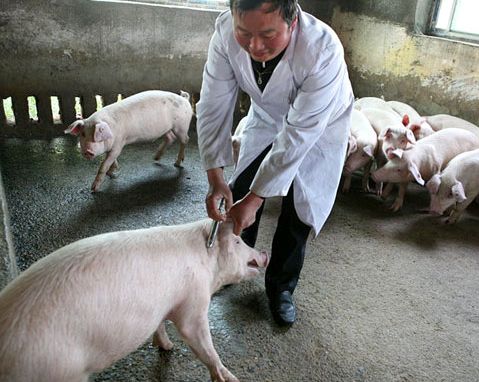 猪毛草能治类风湿吗,猪风湿的克星草