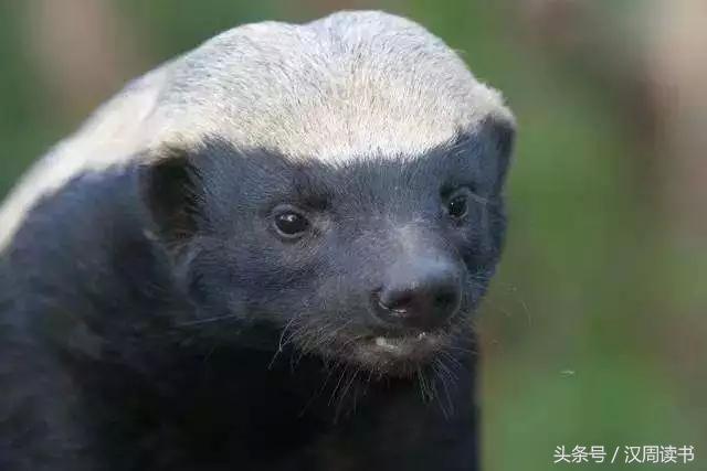 非洲平头哥张狂不是我的本性但是惹我就等于自杀