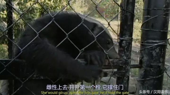 非洲平头哥张狂不是我的本性但是惹我就等于自杀