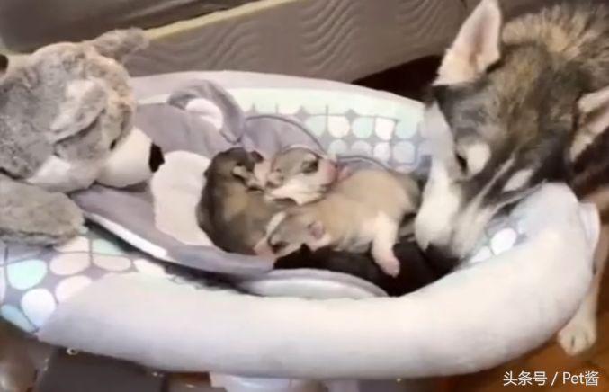 哈士奇妈妈生了,哈士奇生孩子还拆家吗