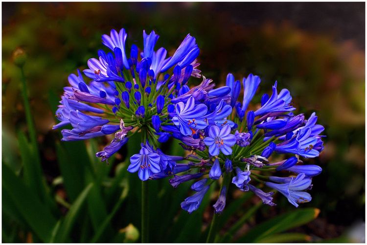 代表独特的花语的花是什么,什么花的花语是惊艳人心的呢