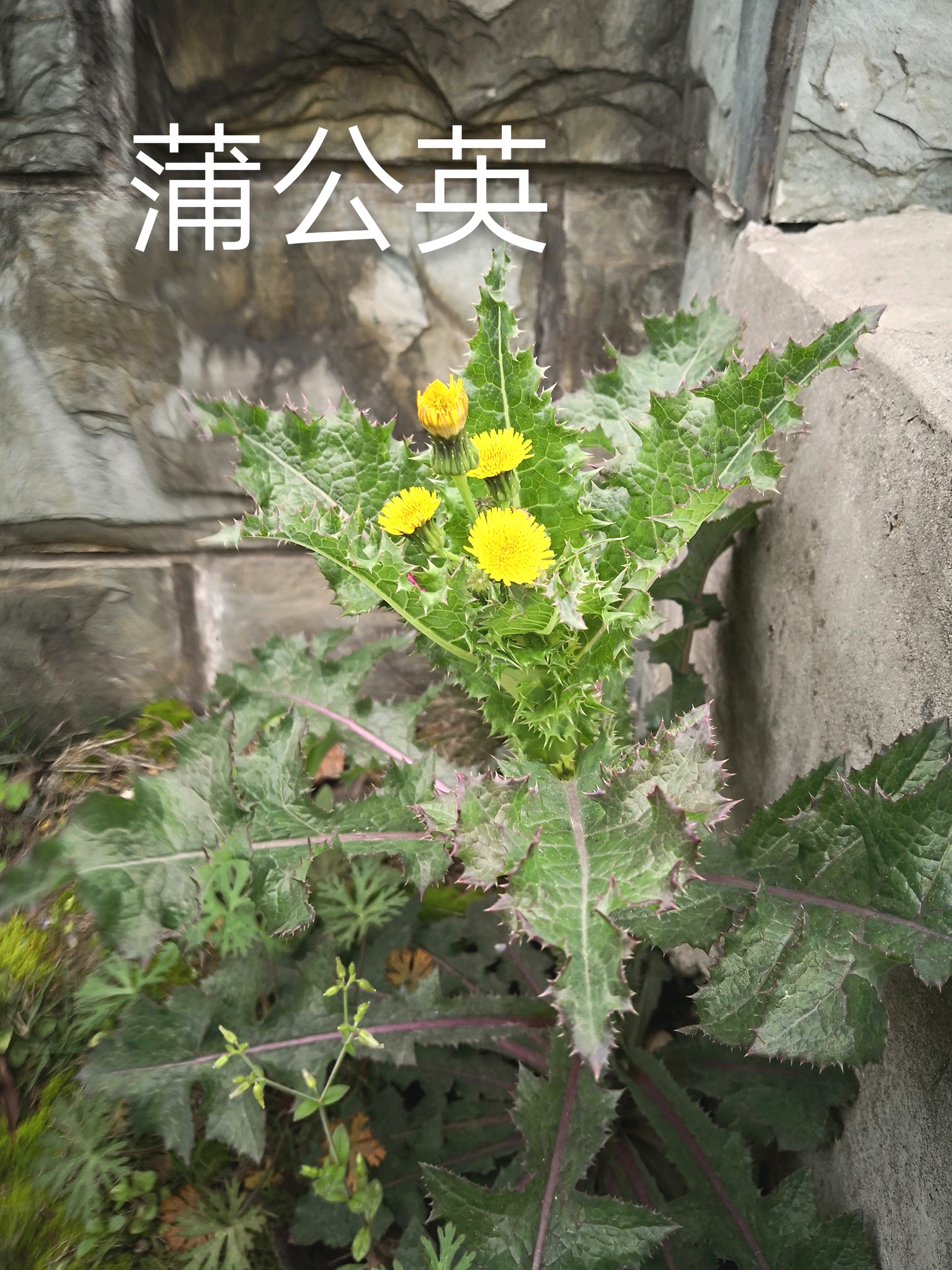 破解医地密码,l4，啊！怎么把吸血鬼弄脚上了？