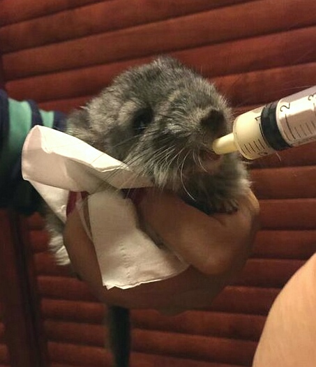 龙猫给自己的宝宝喂奶,龙猫妈妈给宝宝们喂奶